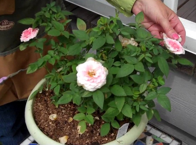 Jak pěstovat růže v květináči doma?